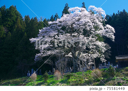 一本桜 - 二段田のひがん桜 一本桜 - 二段田のひがん桜 75581449