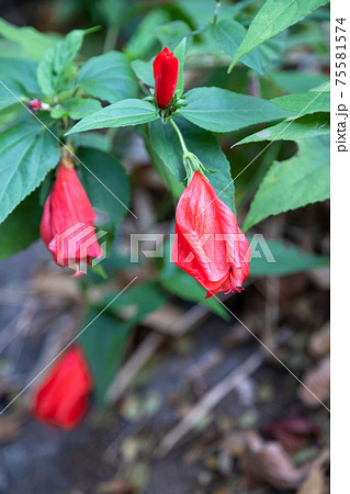 Close-up Sleeping hibiscus in the garden Close-up Sleeping hibiscus in the garden 75581574
