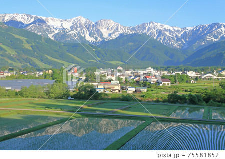 初夏の白馬　残雪の白馬三山 75581852