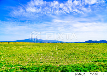 諫早干拓地中央干拓 75581967