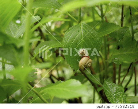 奈良長谷寺の紫陽花とカタツムリ 奈良長谷寺の紫陽花とカタツムリ 75582519