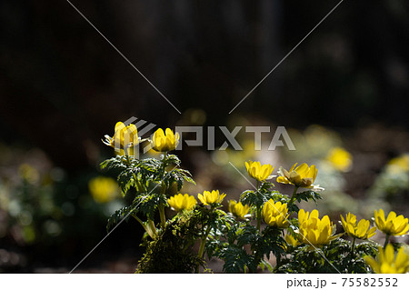 霊仙岳南西尾根の下部に咲くフクジュソウと春の光 霊仙岳南西尾根の下部に咲くフクジュソウと春の光 75582552