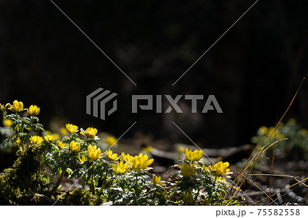 霊仙岳南西尾根の下部に咲くフクジュソウと春の光 75582558
