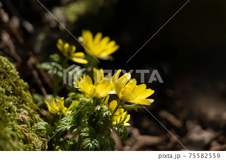 霊仙岳南西尾根の下部に咲くフクジュソウと春の光 霊仙岳南西尾根の下部に咲くフクジュソウと春の光 75582559