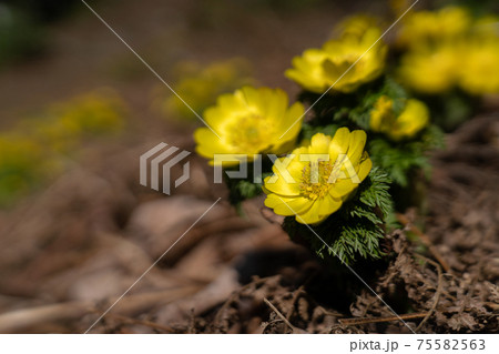 霊仙岳南西尾根の下部に咲くフクジュソウと春の光 75582563