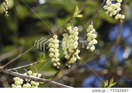 キブシの花 75582667