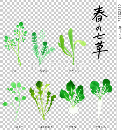 Spring seven herbs, seven herbs gayu watercolor illustration Spring seven herbs, seven herbs gayu watercolor illustration 75582850