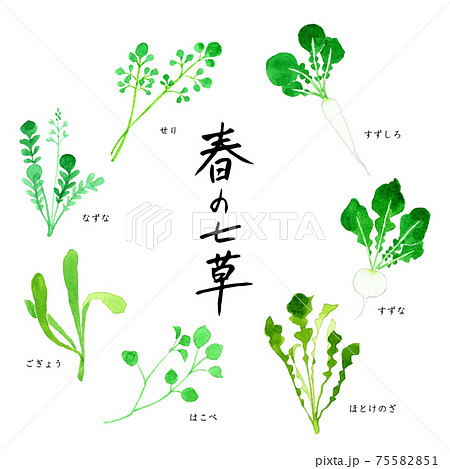 春の七草　七草がゆ　水彩イラスト 75582851