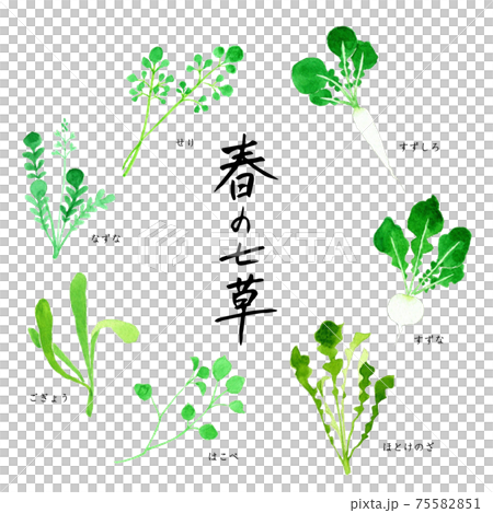 春の七草　七草がゆ　水彩イラスト 75582851