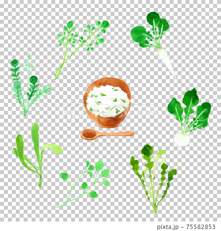 春の七草　七草がゆ　水彩イラスト 75582853