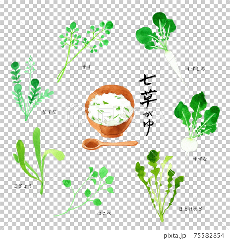 春の七草　七草がゆ　水彩イラスト 75582854