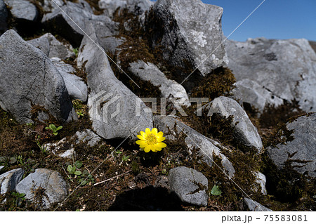 早春の霊仙岳南西尾根に咲き始めたフクジュソウと石灰岩のカルスト地形 早春の霊仙岳南西尾根に咲き始めたフクジュソウと石灰岩のカルスト地形 75583081