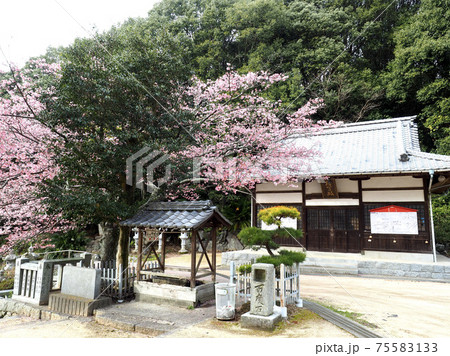 愛媛県の三島神社と薄紅寒桜 愛媛県の三島神社と薄紅寒桜 75583133
