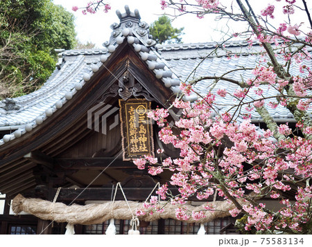 愛媛県の三島神社と薄紅寒桜 愛媛県の三島神社と薄紅寒桜 75583134