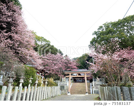 愛媛県の三島神社と薄紅寒桜 愛媛県の三島神社と薄紅寒桜 75583137