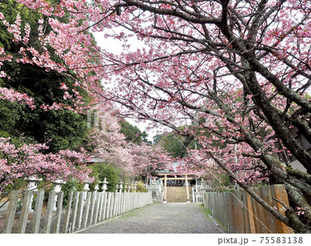 愛媛県の三島神社と薄紅寒桜 75583138