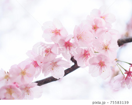 愛媛県の三島神社と薄紅寒桜 75583139