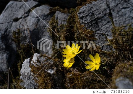早春の霊仙岳南西尾根の石灰岩地帯に咲き始めたフクジュソウ 75583216