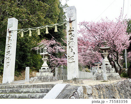 愛媛県の三島神社と薄紅寒桜 愛媛県の三島神社と薄紅寒桜 75583356