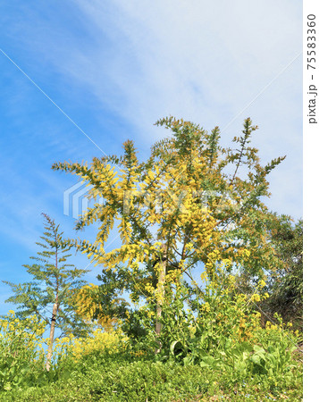 愛媛県伊予市の佐礼谷の青空とミモザ 75583360