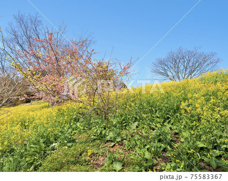愛媛県伊予市の佐礼谷の青空と菜の花と桜 愛媛県伊予市の佐礼谷の青空と菜の花と桜 75583367