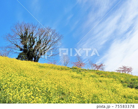 愛媛県伊予市の佐礼谷の黄色い丘 75583378