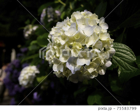 奈良長谷寺に咲く美しい紫陽花 奈良長谷寺に咲く美しい紫陽花 75583799