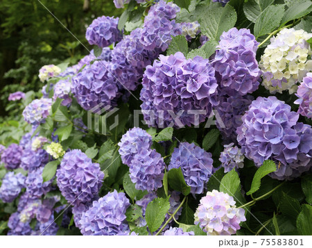 奈良長谷寺に咲く美しい紫陽花 75583801