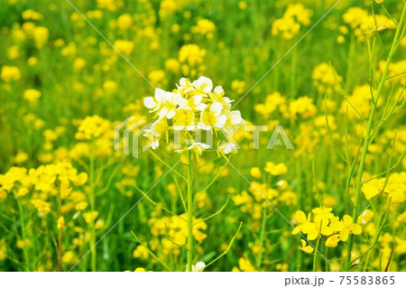 黄色い菜の花畑の中に咲いていたアルビノの白いセイヨウアブラナの写真素材