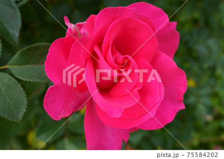 美しく咲いたビバリーという名のバラのクローズアップ 75584202