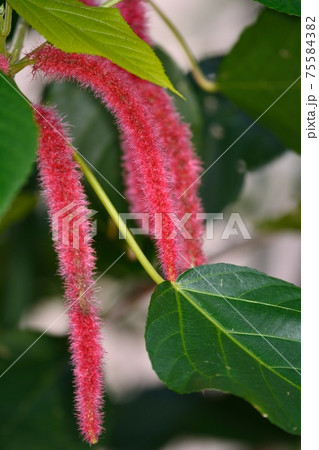 ベニヒモノキの花 75584382