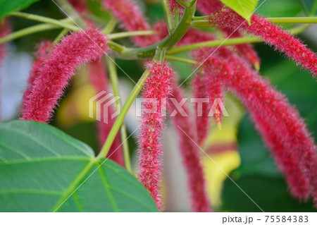 ベニヒモノキの花 75584383