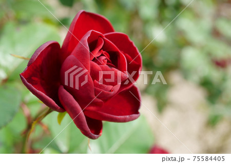 美しく咲いたラバグルートという名のバラのクローズアップ 75584405