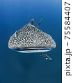 WHALE SHARK 75584407