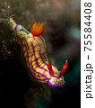 Nudibranch 75584408