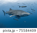 WHALE SHARK 75584409
