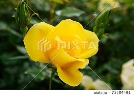 美しく咲いたリモンチェッロという名のバラのクローズアップ 75584491