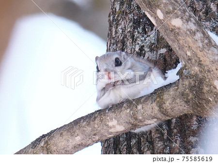 エゾモモンガ 75585619