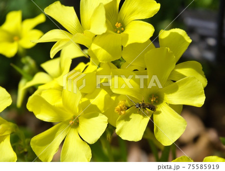 オオキバナカタバミの花とミツバチの写真素材