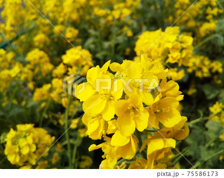 菜の花畑 75586173