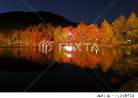 日没後の茶臼山高原の紅葉のライトアップの写真素材