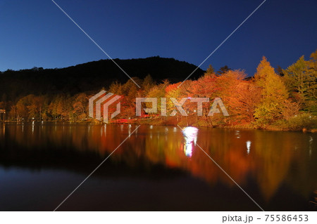 茶臼山高原の日没後の紅葉のライトアップの写真素材