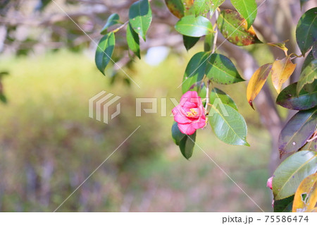 ヤブツバキの花 75586474