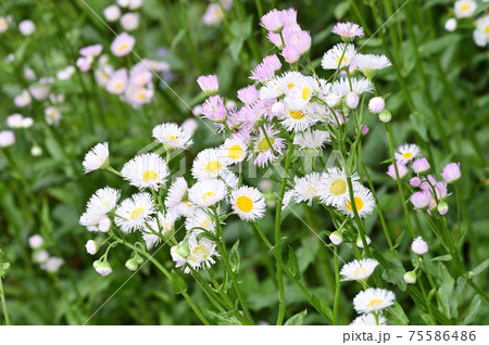 白と黄色の花を咲かせたハルジオンと推定される植物を撮影した写真 白と黄色の花を咲かせたハルジオンと推定される植物を撮影した写真 75586486