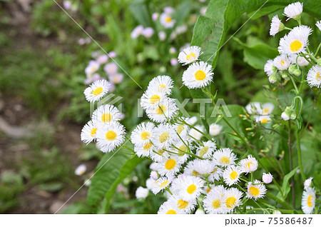 白と黄色の花を咲かせたハルジオンと推定される植物を撮影した写真 白と黄色の花を咲かせたハルジオンと推定される植物を撮影した写真 75586487