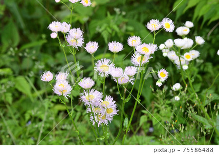 白と黄色の花を咲かせたハルジオンと推定される植物を撮影した写真 白と黄色の花を咲かせたハルジオンと推定される植物を撮影した写真 75586488