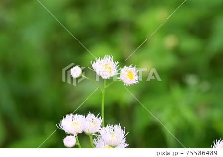 白と黄色の花を咲かせたハルジオンと推定される植物を撮影した写真 白と黄色の花を咲かせたハルジオンと推定される植物を撮影した写真 75586489