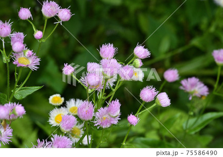 白と黄色の花を咲かせたハルジオンと推定される植物を撮影した写真 白と黄色の花を咲かせたハルジオンと推定される植物を撮影した写真 75586490