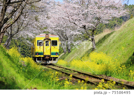 いすみ鉄道と桜と菜の花のコラボレーション 75586495