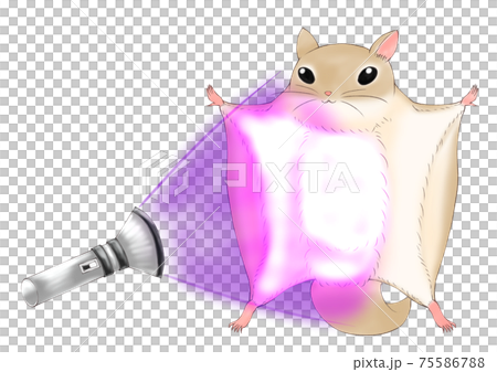 ブラックライトで光るアメリカモモンガのイラスト素材